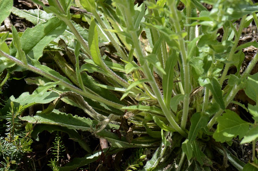 Campanula spicata / Campanula spigata